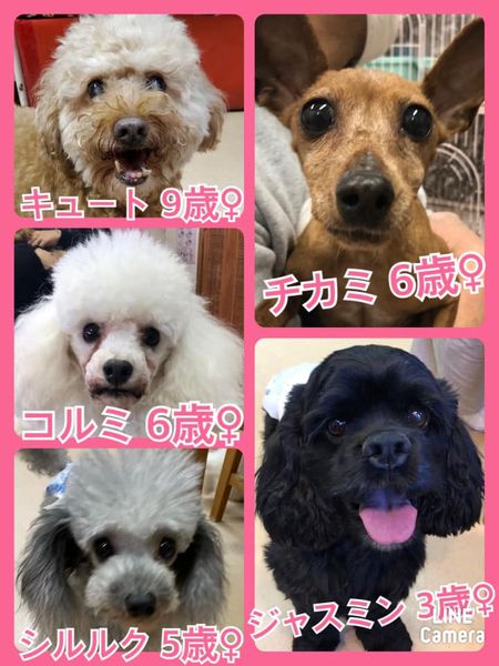 🐾今日の里親様募集中ワンコ🐶メンバーです🐾2022,3,1【保護犬カフェ天神橋店】